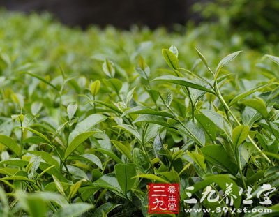 5个小知识帮你轻松选茶