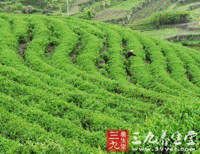 5个小知识帮你轻松选茶