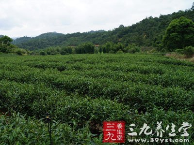 5个小知识帮你轻松选茶