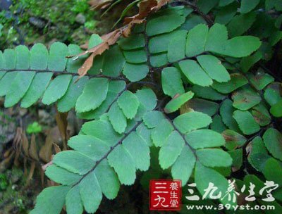 8.治瘰疬方(《江西民间草药验方》).9.续筋驳骨方(《广西药植图志》).