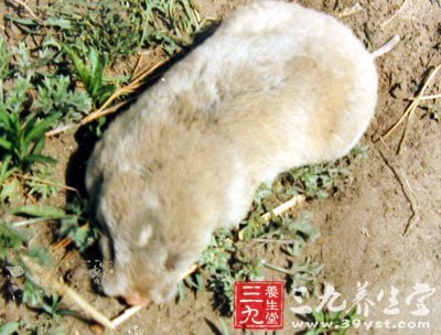 民福康健康 养生百科 中草药大全       【别名】地羊,瞎老鼠,盲鼠,瞎