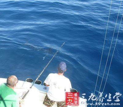 垂钓技巧 一些鱼类的佳海钓时间