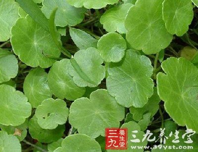 川郁金