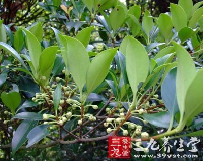 厚皮香图片