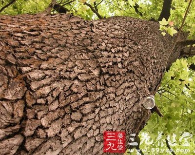 枫香寄生_中草药大全_中药本草