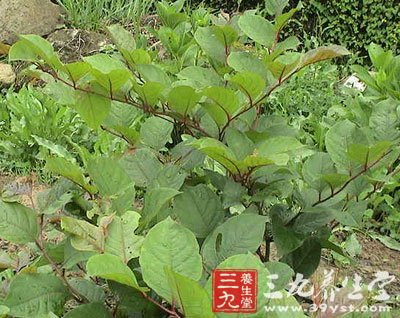 虎杖叶