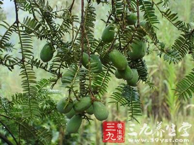 榧花-三九养生堂