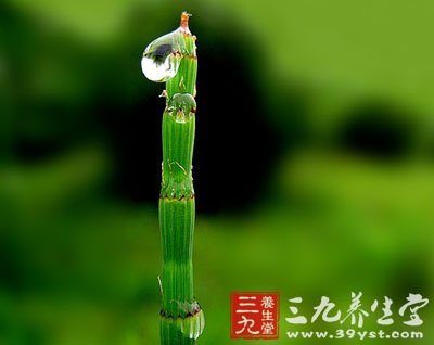 骨节草