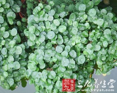 ④广州部队《常用中草药手册》:治肾炎浮肿,尿路感