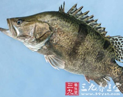 鳜鱼胆