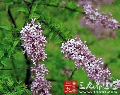 羽叶丁香丁香可以治v丁香吗图片