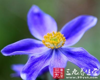 (1)虎掌草 根长圆柱形或类长圆锥形