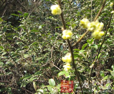 山苍子油