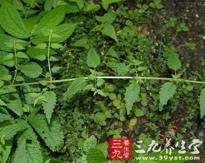 5cm,先端急尖或渐尖,基部圆形或楔形,边缘具不规则的锯齿,上面被短柔图片