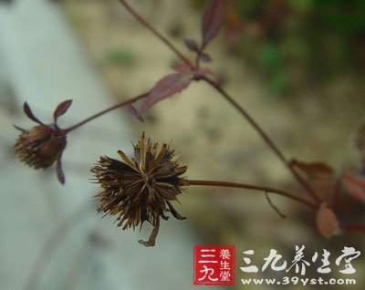 (《福建中草药》)      ②治白喉,咽喉炎,扁桃体炎:鲜狼把草三至四两