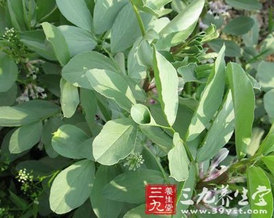 grave;      【英文名】leaf of broadbean   【来源】      药材基源