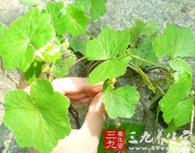 红马蹄乌图片