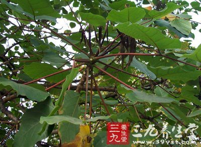 椿椒 川桐皮