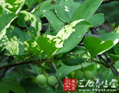 【附方】治诸般恶毒,疮疖肿毒: 金刚藤,每用一叶,贴疮上,候清水出为