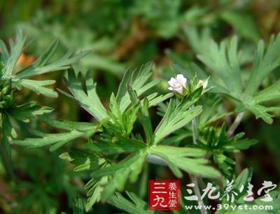 【别名】变豆菜,肺形草