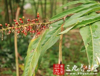 红豆蔻