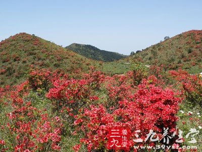 满山红根