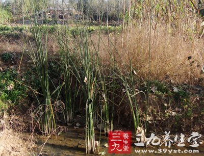 山金花菜,石上凤仙,铁杆水草,软怀痈瞬 - 中草药图片大全-中药的功效