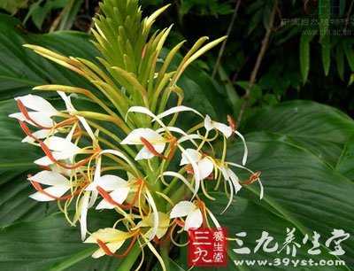 o 【英文名】fruit of spiked gingerlily 【别名】豆蔻,小草果