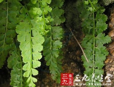 洞里仙    【来源】为蕨类铁角蕨科铁角蕨属植物虎尾铁角蕨asplenium