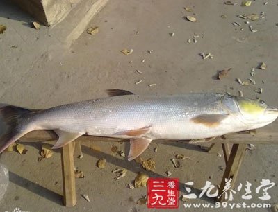 鱤鱼
