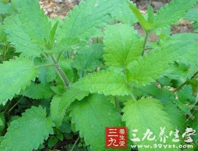 【别名】土虫草,土冬虫草,白冬虫草,白虫草,肺痨草,土石蚕 【来源