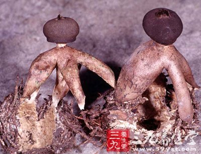 地星-三九养生堂