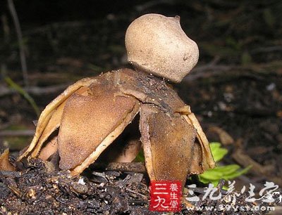 硬皮地星 geastrum hygrometricum pers.