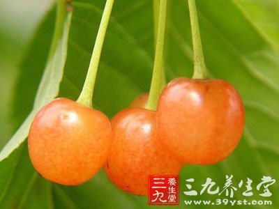 西藏野樱桃