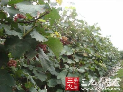 蒲桃叶_中草药大全_中药本草