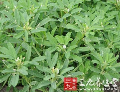 苦瓜子和苦麻子图片什么样_苦豆草_苦碟子和苦麻子是一个野菜吗