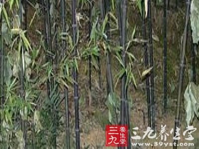 紫竹根
