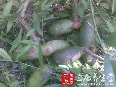 南藤_中草药大全_中药本草