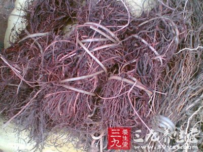 茜草根