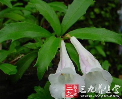 岩石兰,巴岩草,肺红草,瓜子草,石花,产后茶,山泽兰,石三七,石虎,岩参
