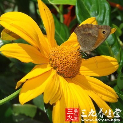花粉的功效与作用