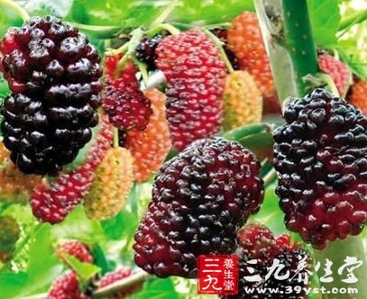 桑甚的功效与作用