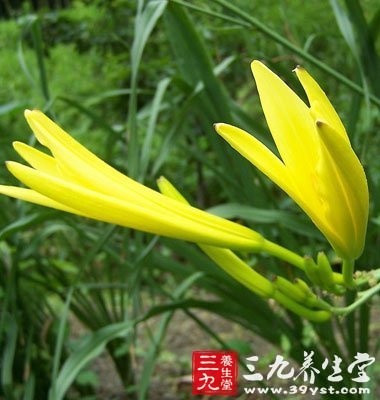 黄花菜