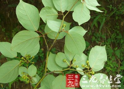 【别名】山姜,副山苍 【来源】    药材基源:为樟科植物山橿的根或根