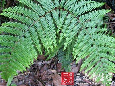 中国主要植物图说蕨类植物门