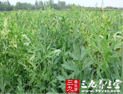 急性扁桃体炎方剂二