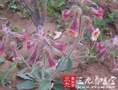 地黄的功效