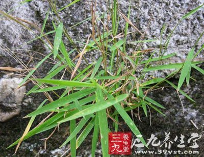 虫牙药