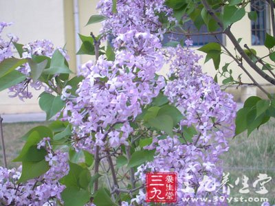 禾本科植物香茅