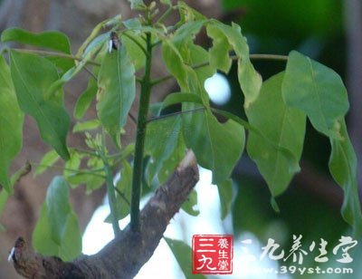 jiǎo m y【来源】为白花菜科植物鱼木的叶